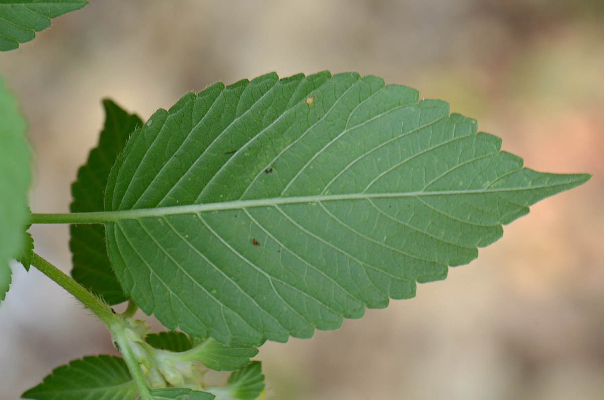 Galeopsis speciosa / Galeopside splendida